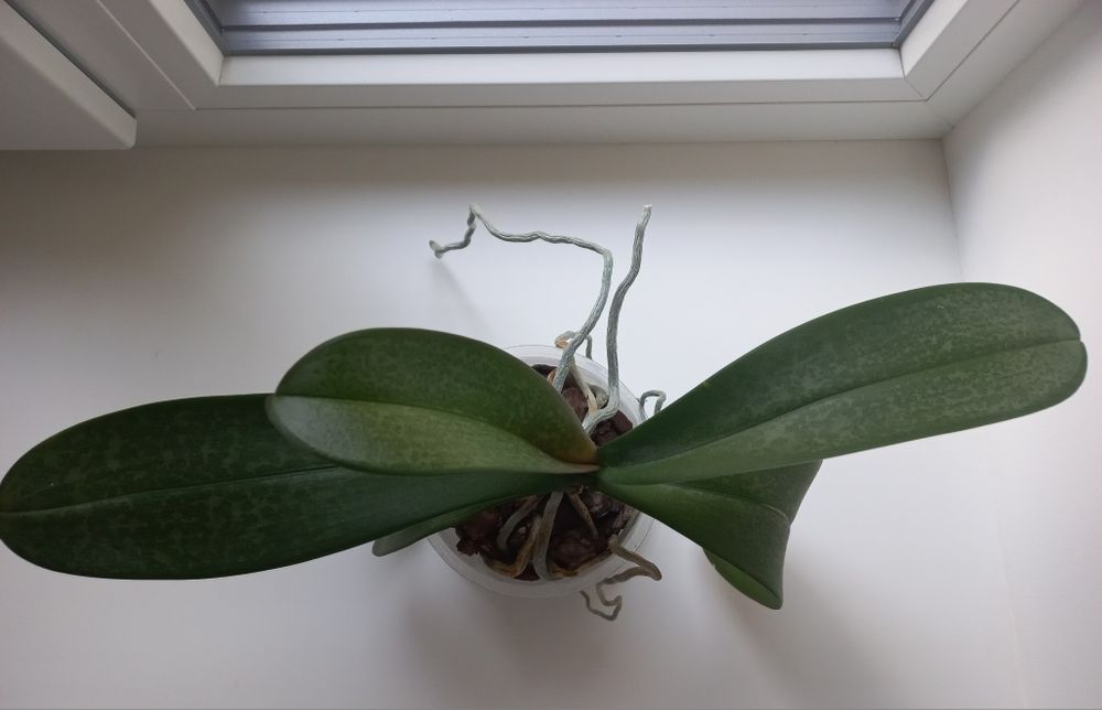 Орхідея, фаленопсис