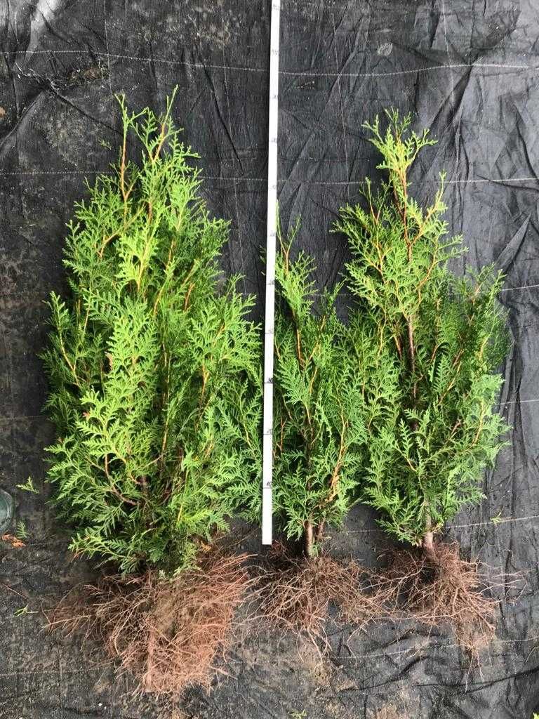 Tuja brabant 200-220 cm Thuja brabant Balot Wysył gratis Kutno