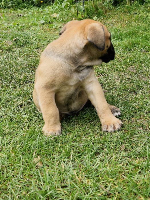 Piesek Cane Corso