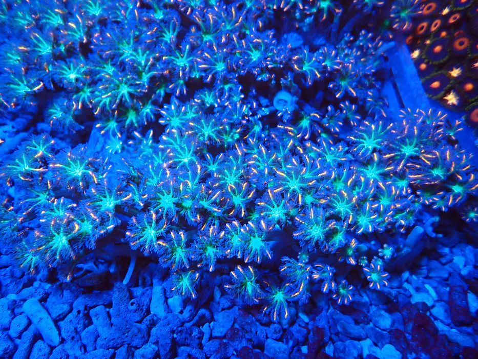 Clavularia Papaya