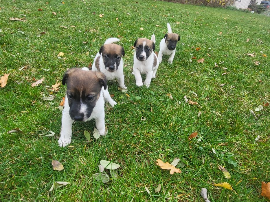 Foksterier Krótkowłosy