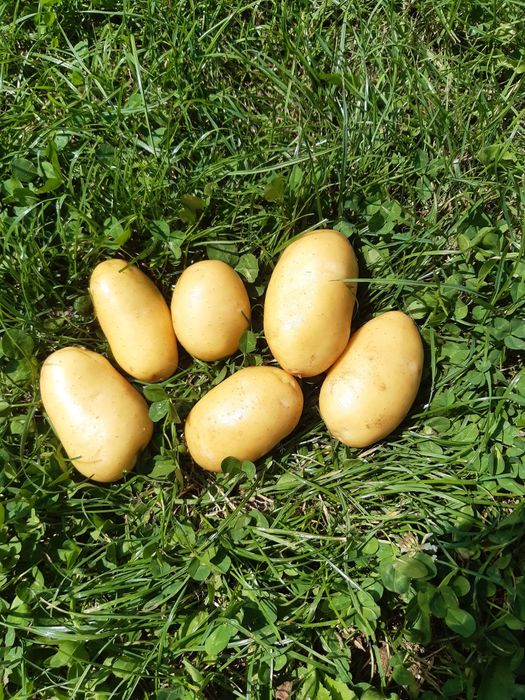 Ziemniaki(20zł/10kg) i inne warzywa ekologiczne