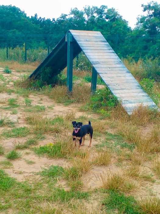 В'язка/Случка тер'єр Зевс