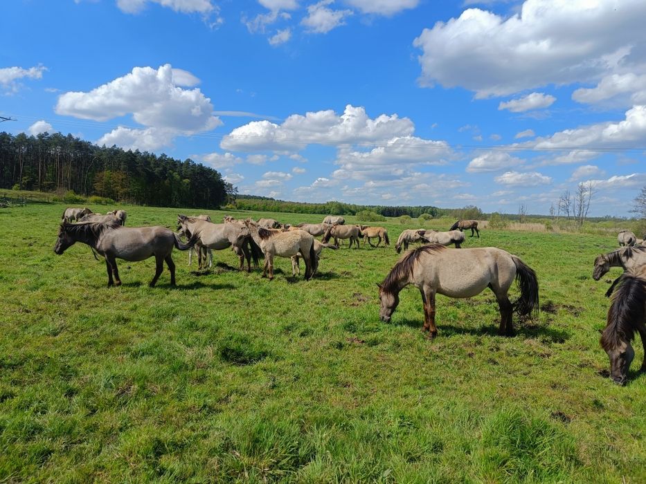 Klaczka dwa lata Konik Polski