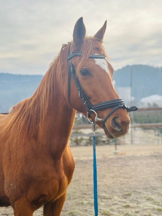 Klacz ze zrebakiem po Flawiuszu