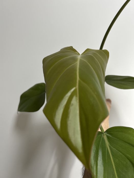 Philodendron Summer Glory