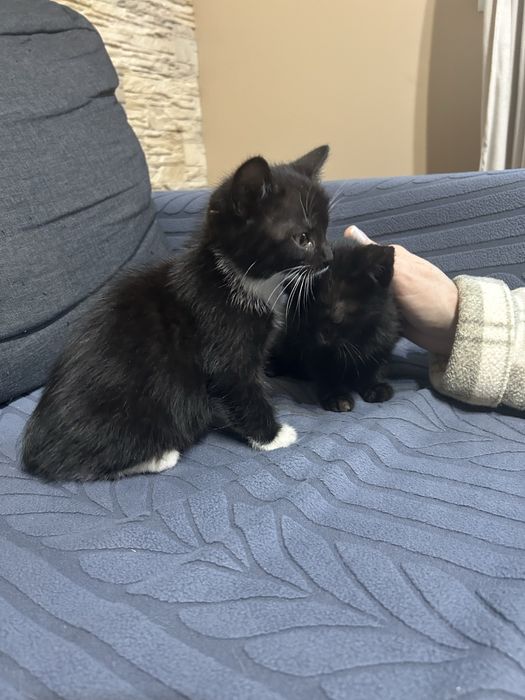 Do oddania małe kotki