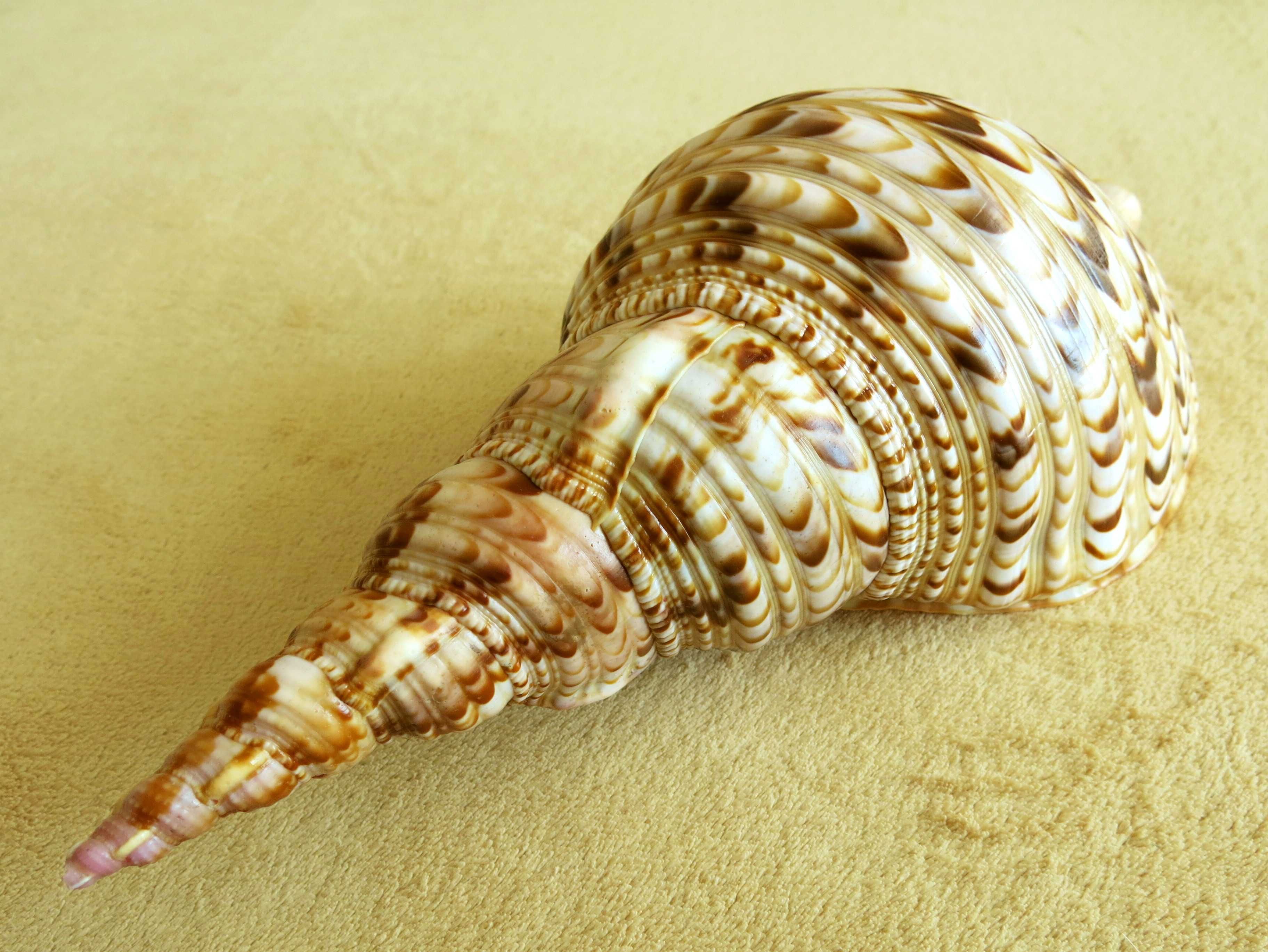 Duża muszla morska, tryton - Charonia tritonis / 299 mm