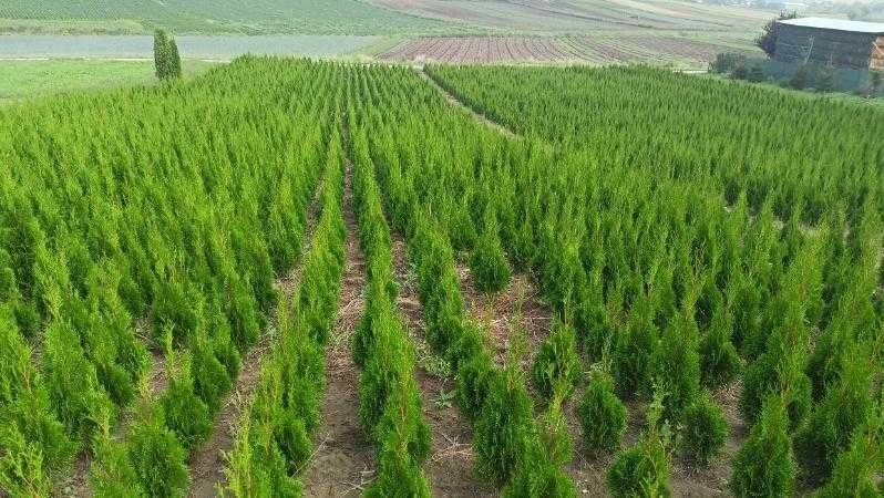 Tuja Szmaragd 145-155 CM