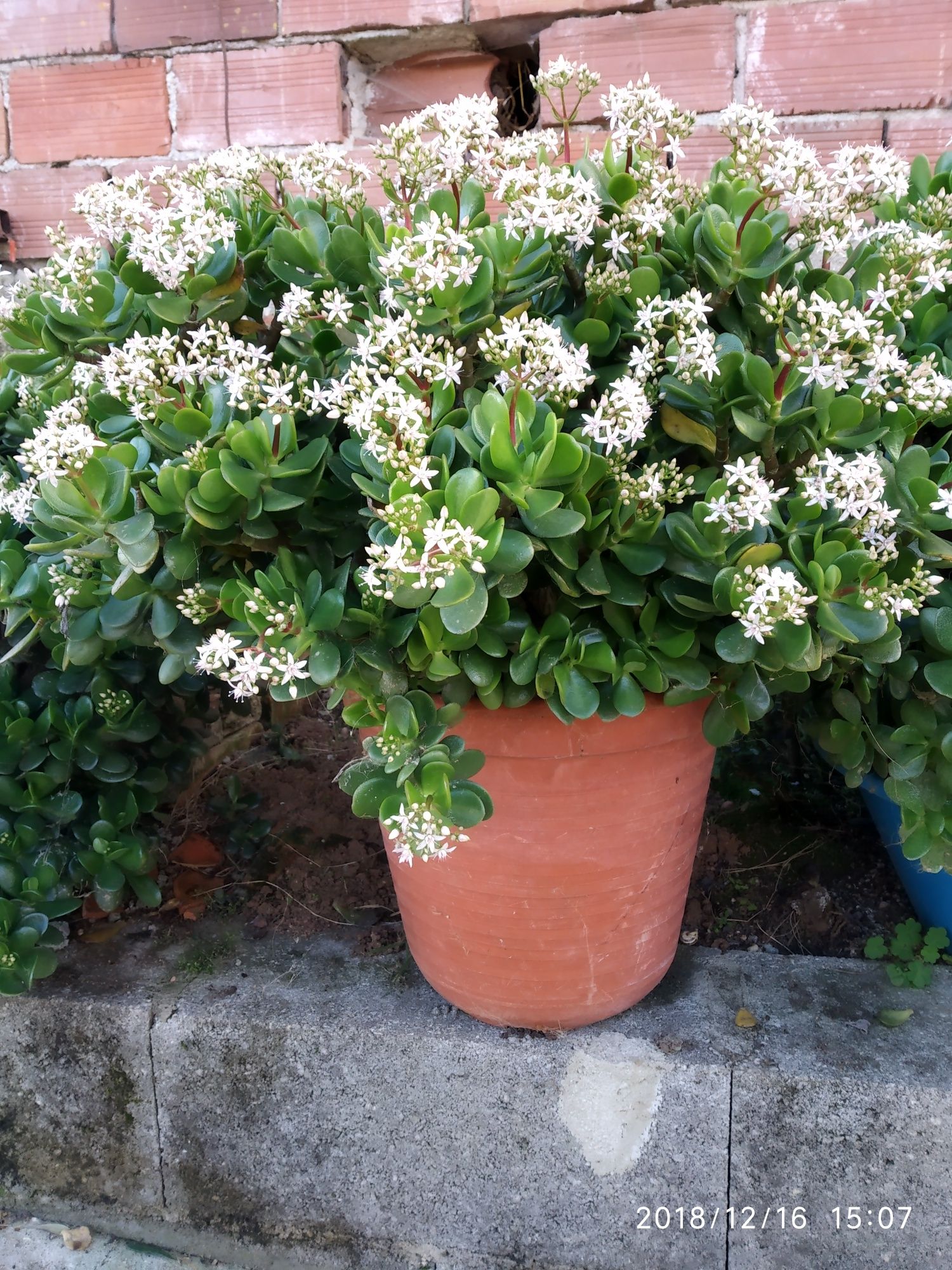 Suculentas com flor