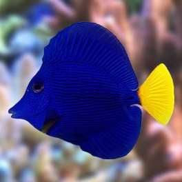 Ryba Zebrasoma Xanthurum rozmiar M. Akwarium morskie