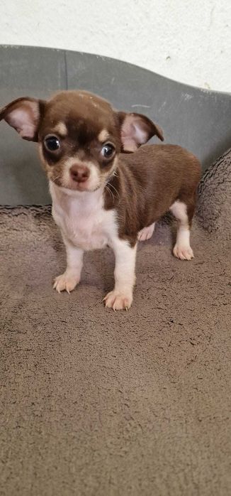 Chihuahua Fêmea Cor Chocolate