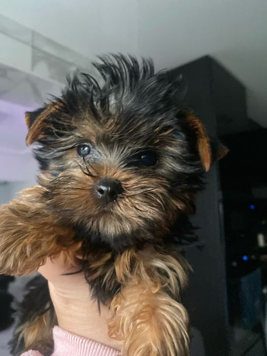 Кучерявий цуцик міні йорк бейбі фейс на подарунок!