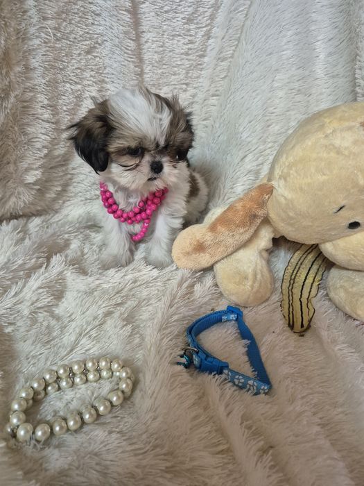 Shih-tzu Fêmea Mini  Criadora Registada PT 3088 FL