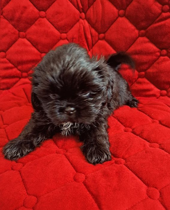 Śliczne Pieski Shih-tzu