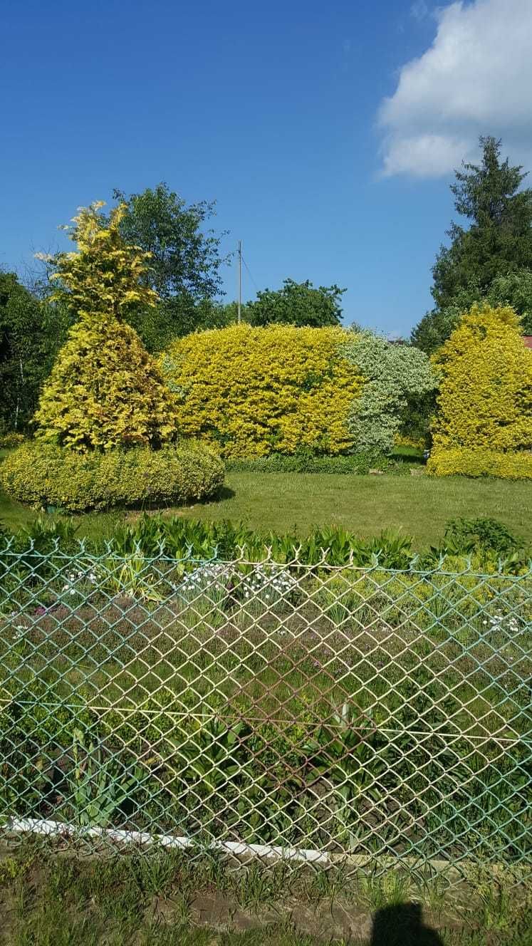 Ogródek działkowy TAMEL