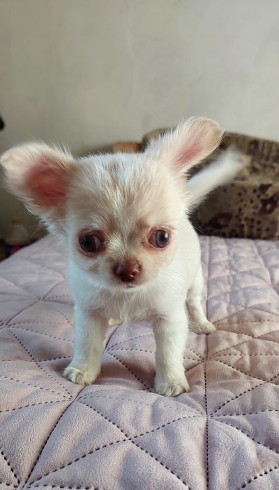 Міні чіхуашечки дівчатка !