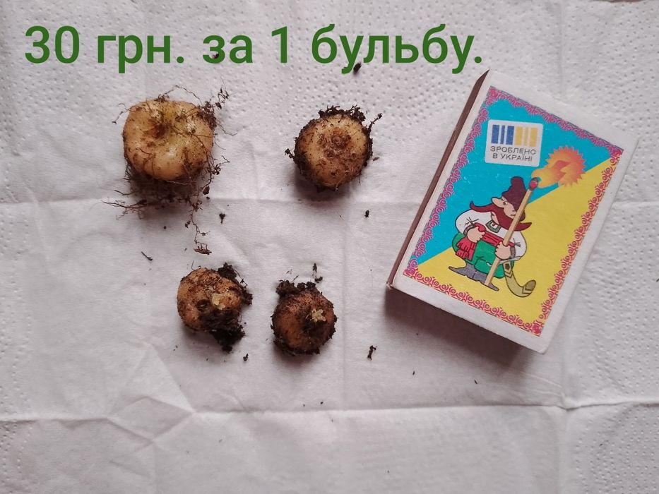 Кімнатні рослини -глоксинії.