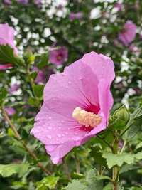 Hibiskus fioletowy sadzonki z ogródka