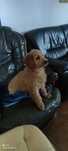Suczka goldendoodle