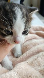 Kotek do adopcji oddam za darmo w dobre ręce