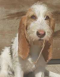 GRAND BASSET Griffon Vendeen szczeniak chłopiec (FCI ZKwP)