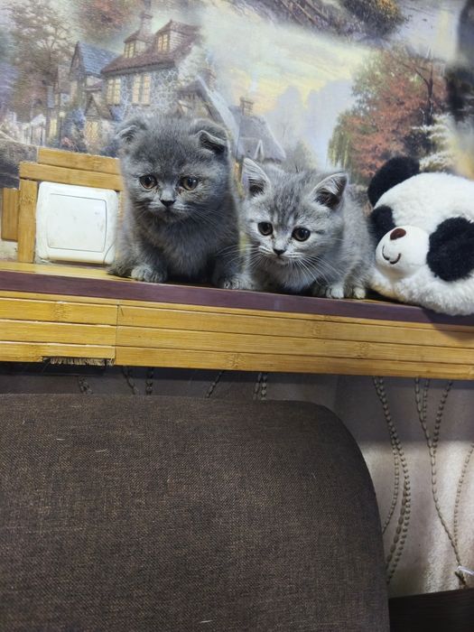 Продам шотландських котят