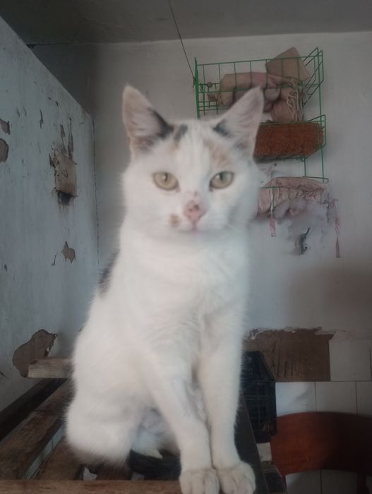 Трёхцветная стерилизованная Джес