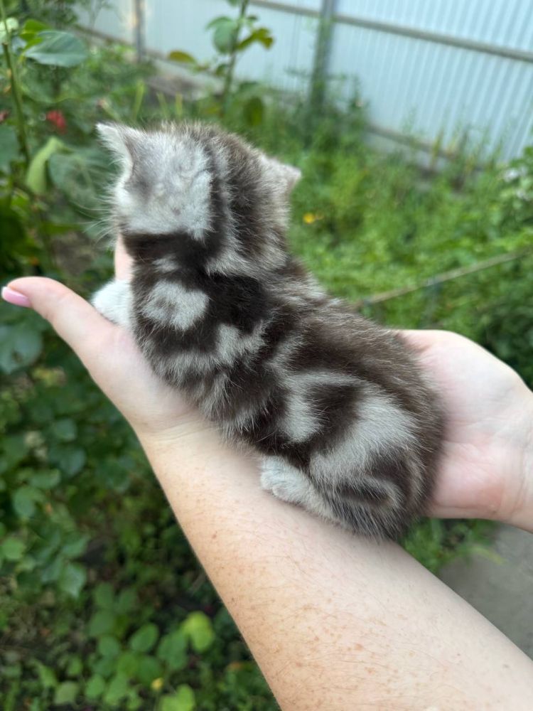 Шотландські котики