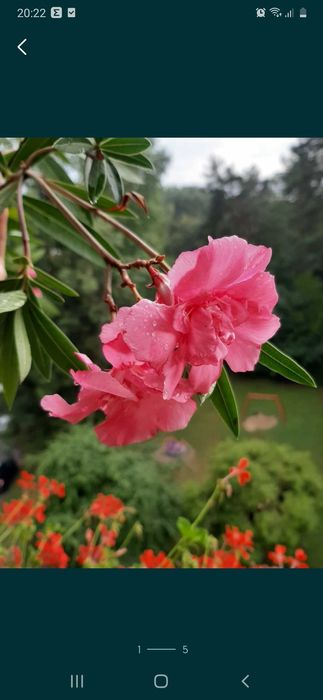 Oleander Różowy sadzonka