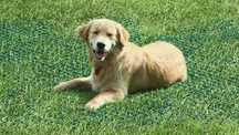 Rede para protecção relva (Evite buracos do seu cão no jardim)