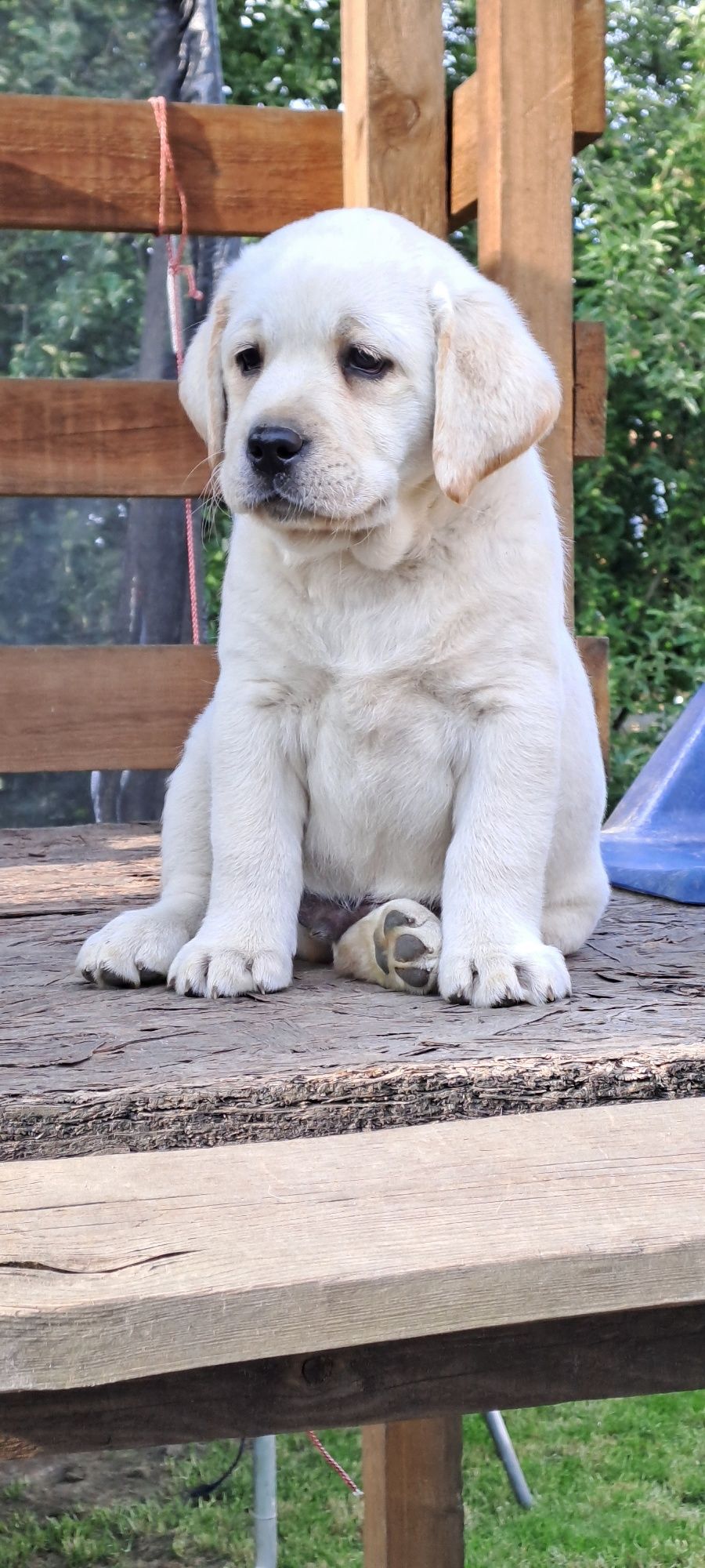 Labrador retriever