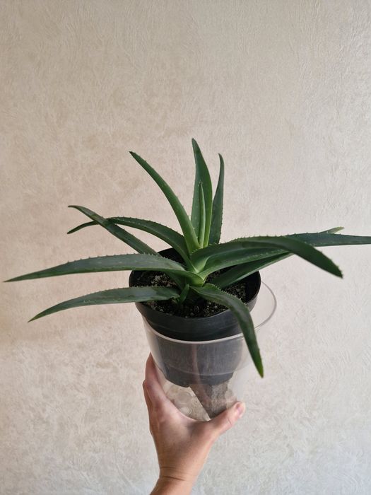 Разные сорта Алоэ. Детки и взрослые растения