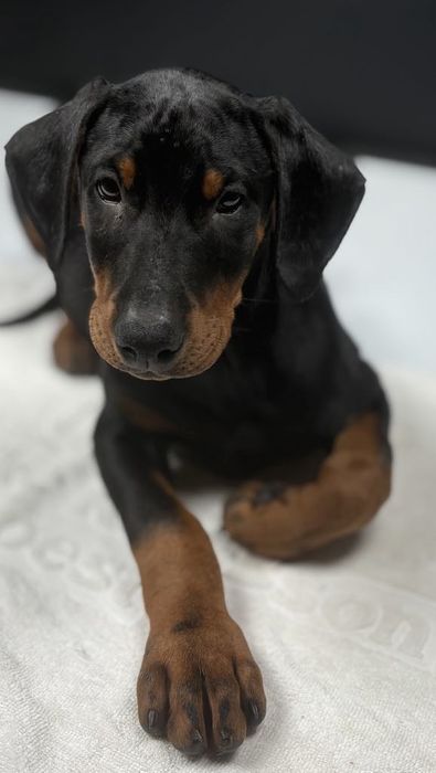 Doberman szczenie.