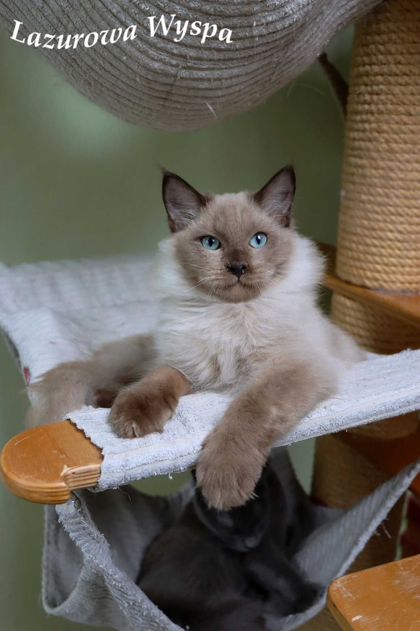 Kleks Ragdoll mink z Lazurowej Wyspy.