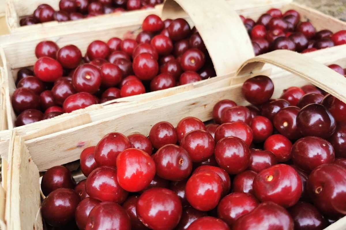 Sprzedaż Wiśni prosto z własnego Sadu
