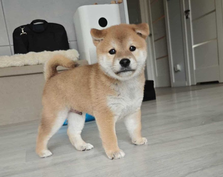 Shiba-śliczny chłopiec FCI/ZKwP