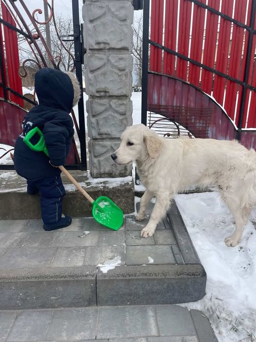 БЕЗКОШТОВНО лабрадор ретривер