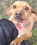 2 pieski do adopcji