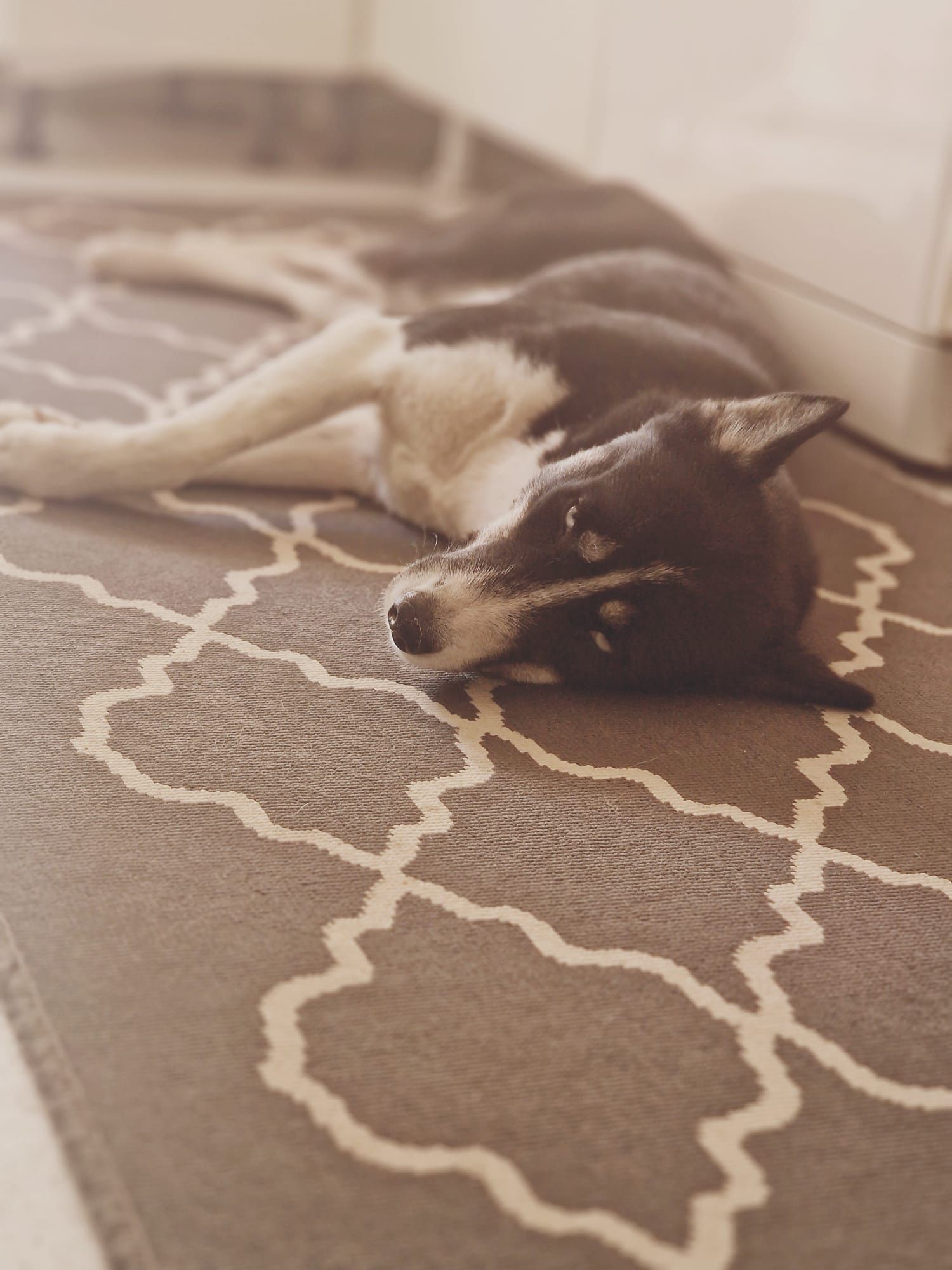 Husky do Alasca - adoção