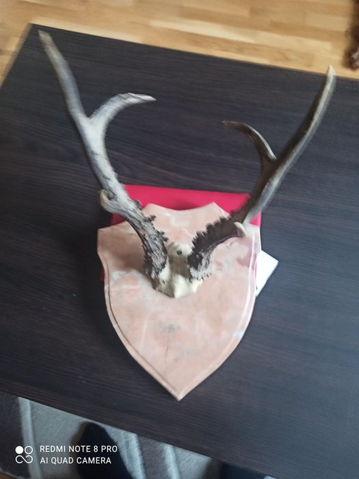 Роги косулі європейської