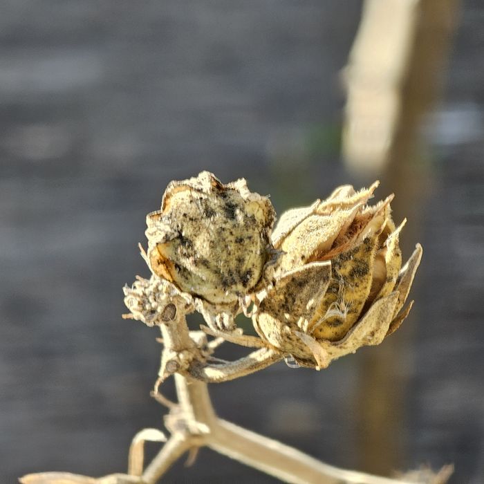 Samsung Galaxy S23 Ultra