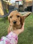 Chlopak cocker spaniel angielski zloty