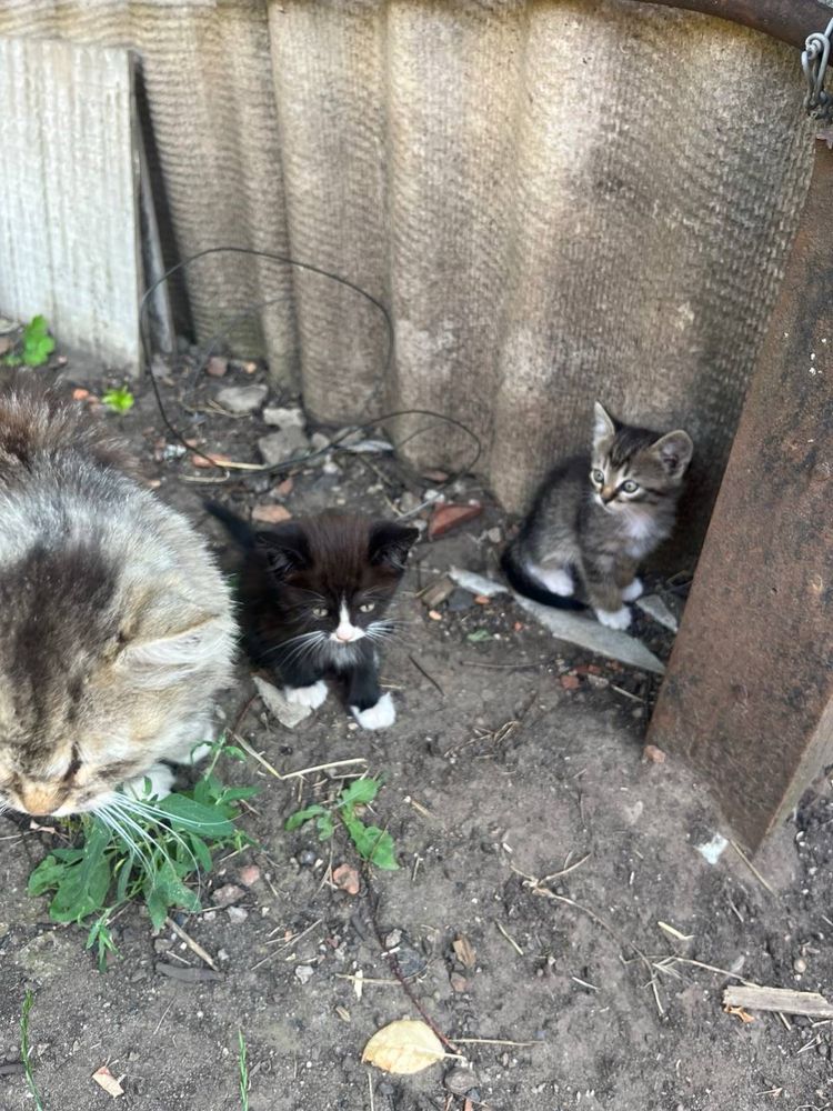 Отдам двух котиков (мальчики) в дорые руки