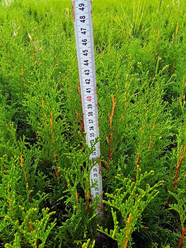 Туї смарагд в горшках р9 40см 50см до 70см АКЦІЯ