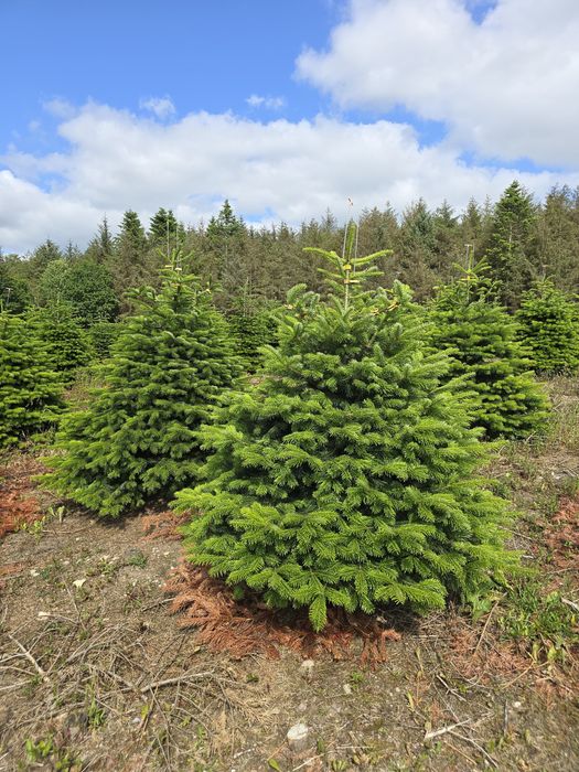 Jodła kaukaska pierwsza klasa