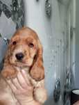 Suczka Cocker spaniel angielski