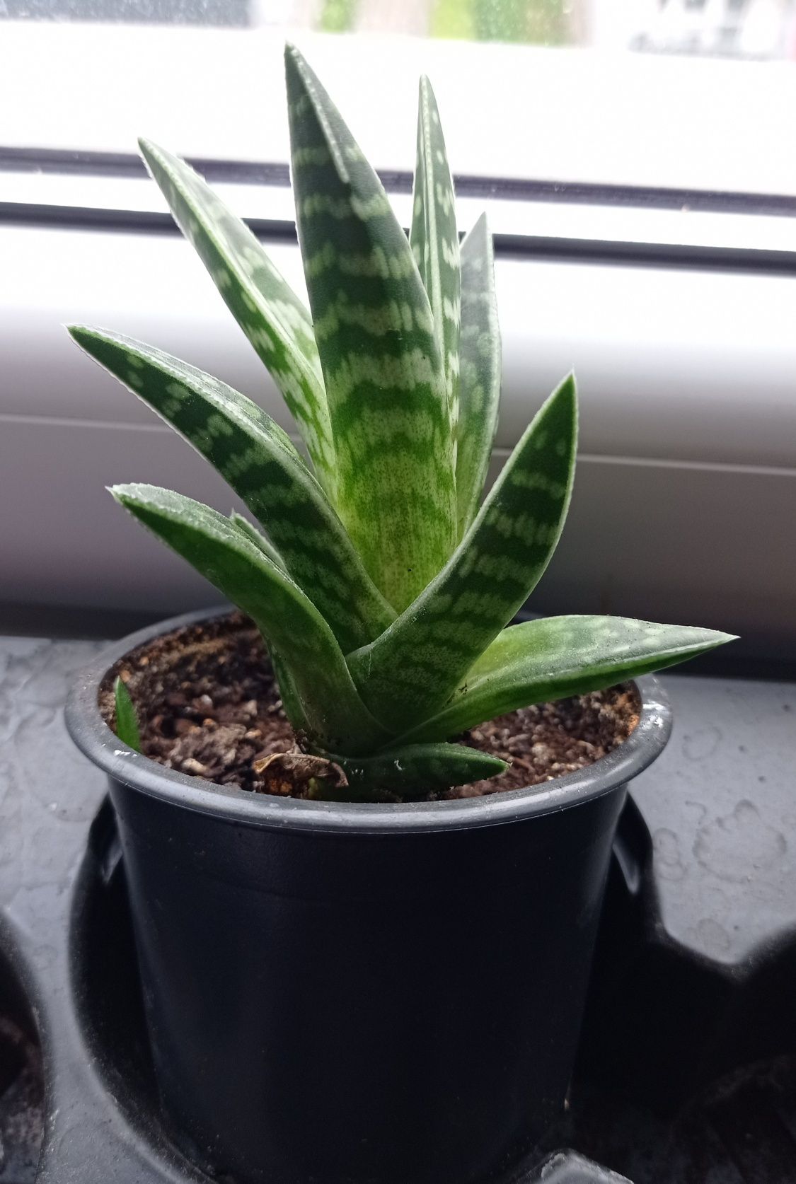 Roślina Sadzonka Aloes Pstry Tygrysi