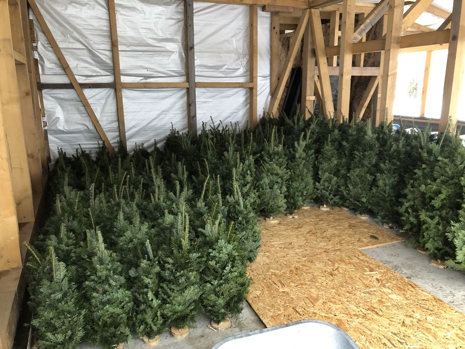 Ялинки збірні,вязані,плетені з живої хвої,новорічні ялинки ,бронюємо.