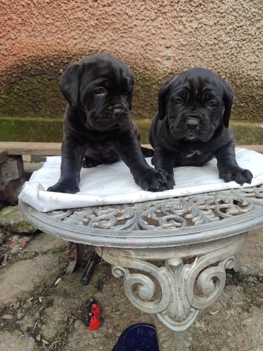 Продаються чудові щенята!!!